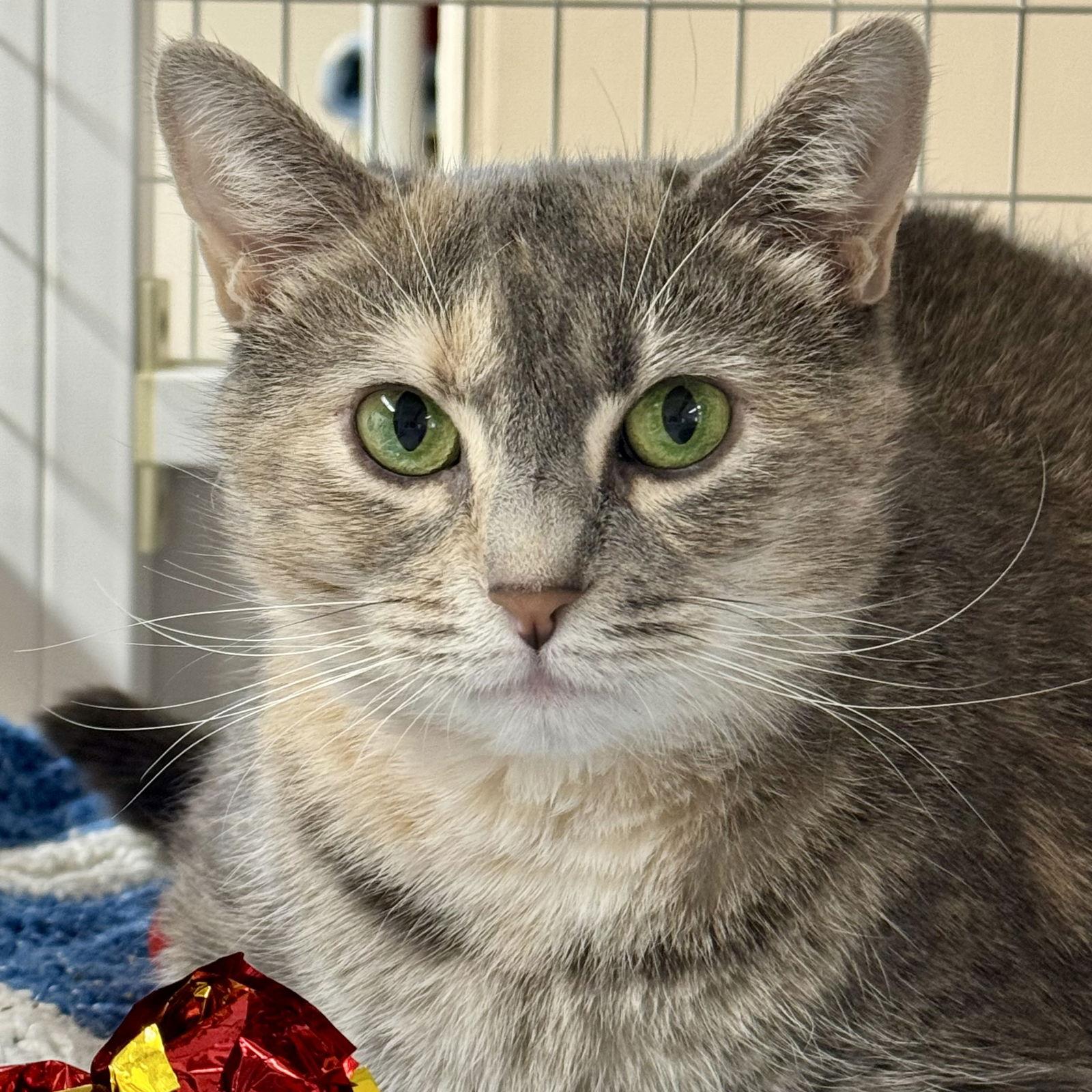 Enlarge Nya, a Adoptable mixed breed in Winchendon, MA image 1/2