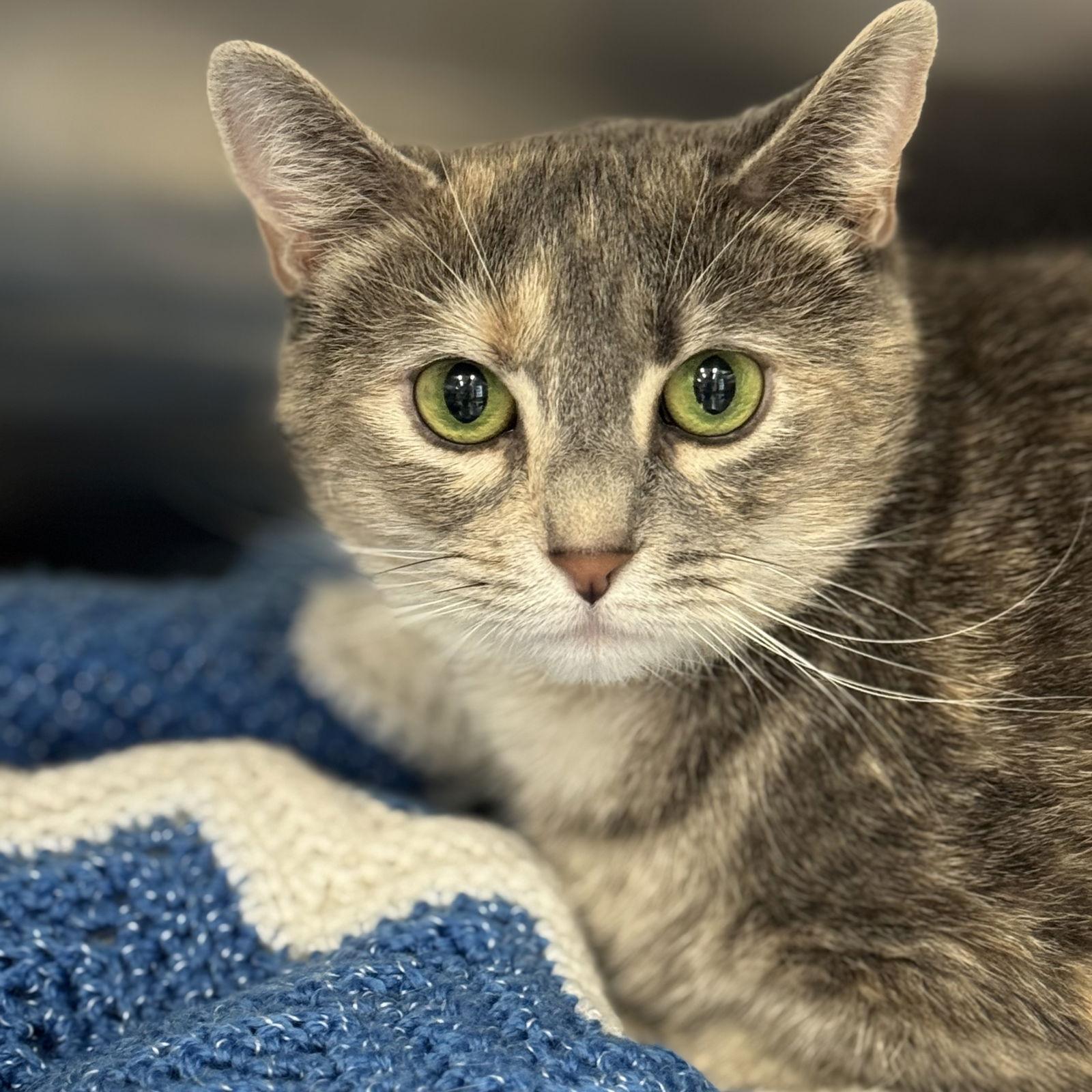 Enlarge Nya, a Adoptable mixed breed in Winchendon, MA image 2/2