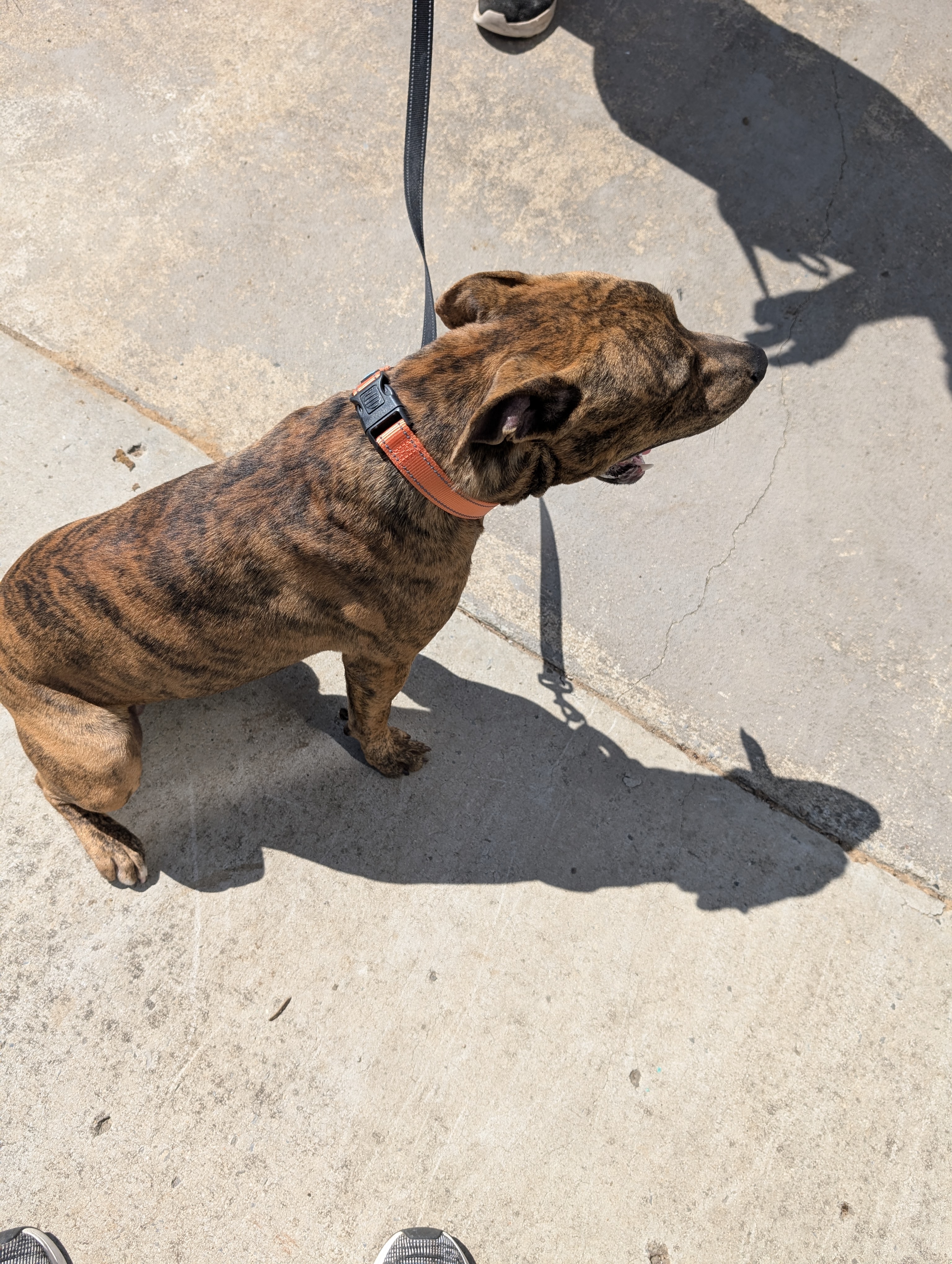 Tiger (NO ADOPTION FEE Home, Foster or Rescue Needed ASAP), a Adoptable mixed breed in Guntersville, AL image 3/4