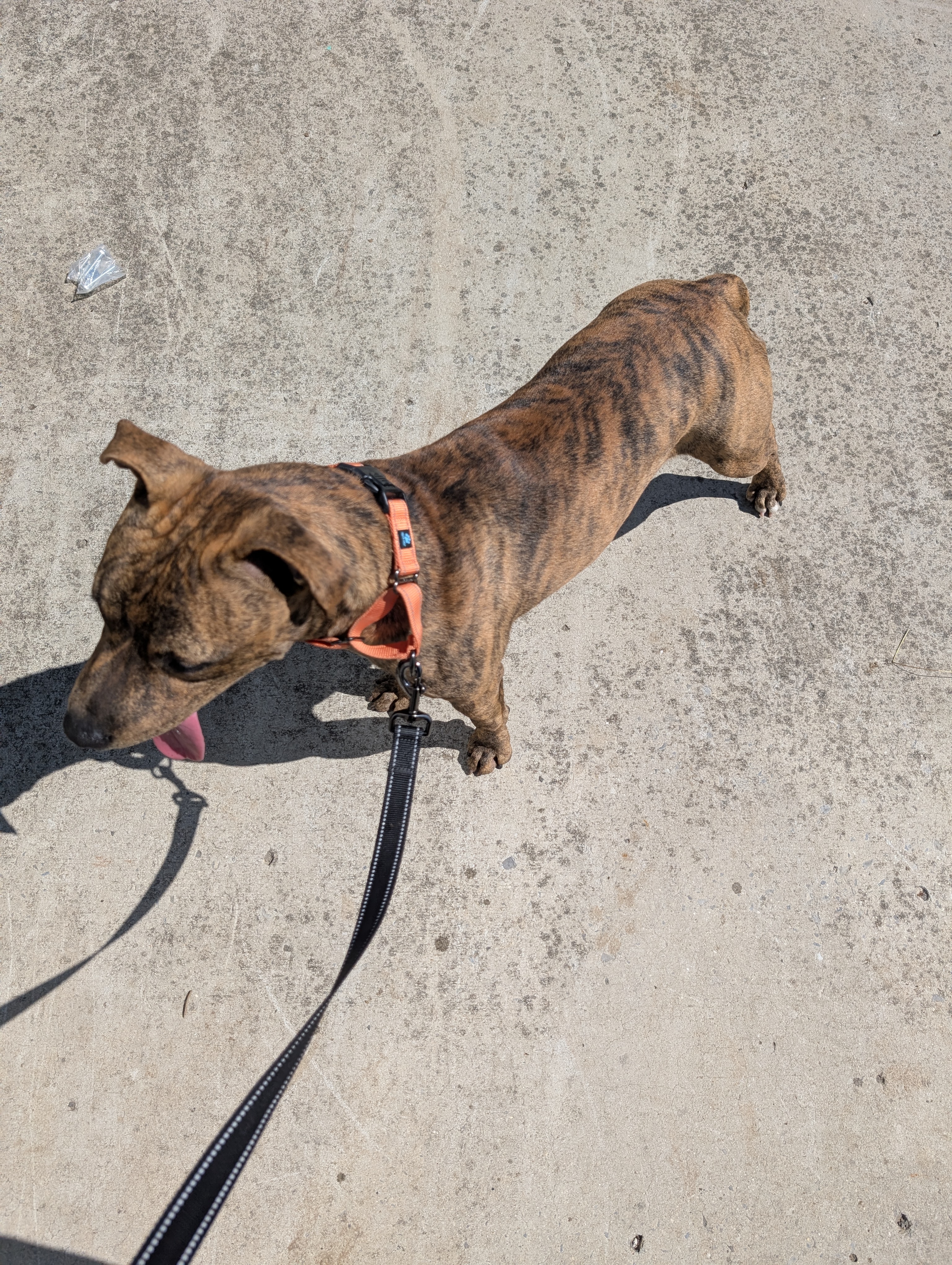 Tiger (NO ADOPTION FEE Home, Foster or Rescue Needed ASAP), a Adoptable mixed breed in Guntersville, AL image 2/4