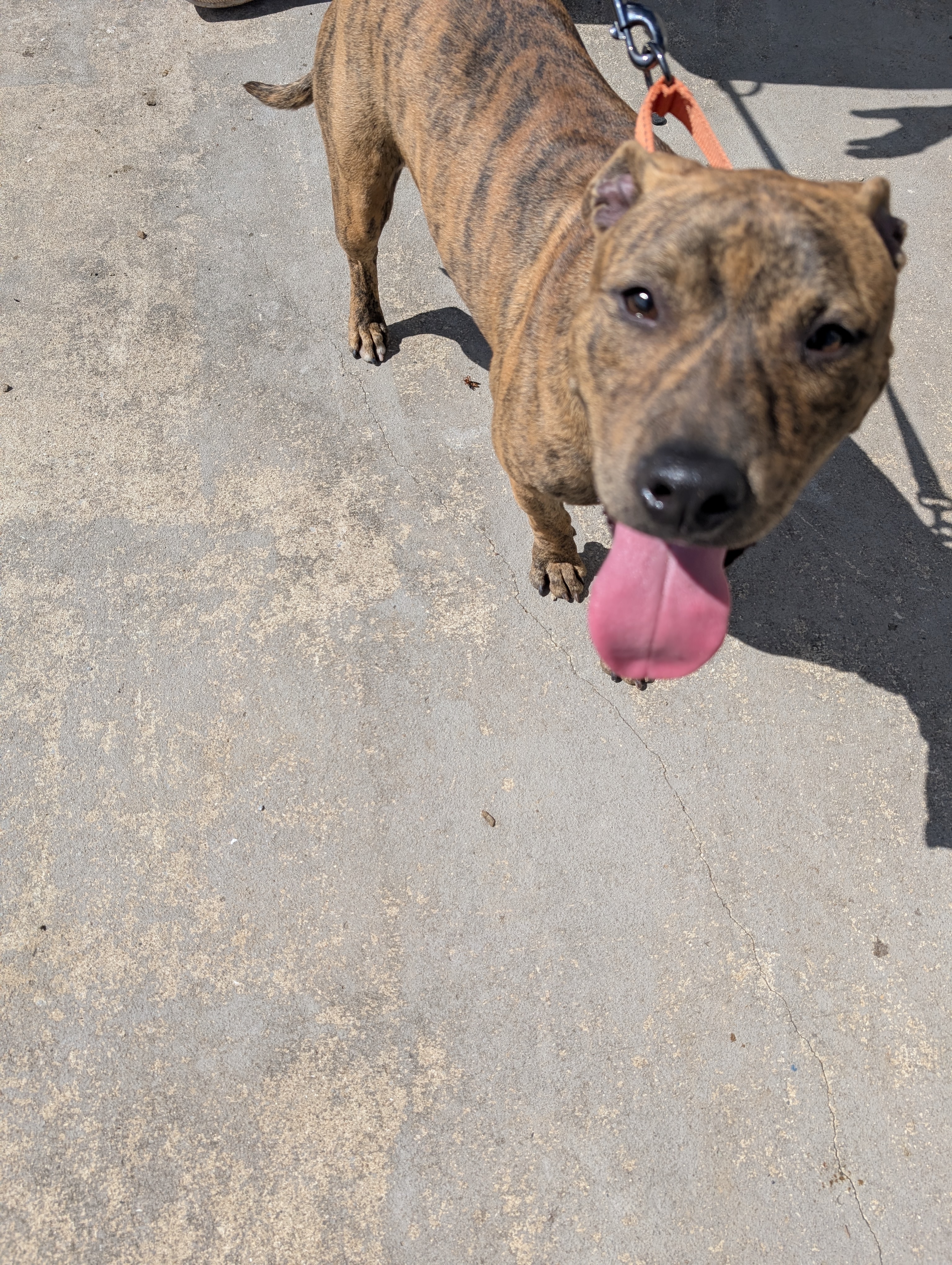 Tiger (NO ADOPTION FEE Home, Foster or Rescue Needed ASAP), a Adoptable mixed breed in Guntersville, AL image 1/4