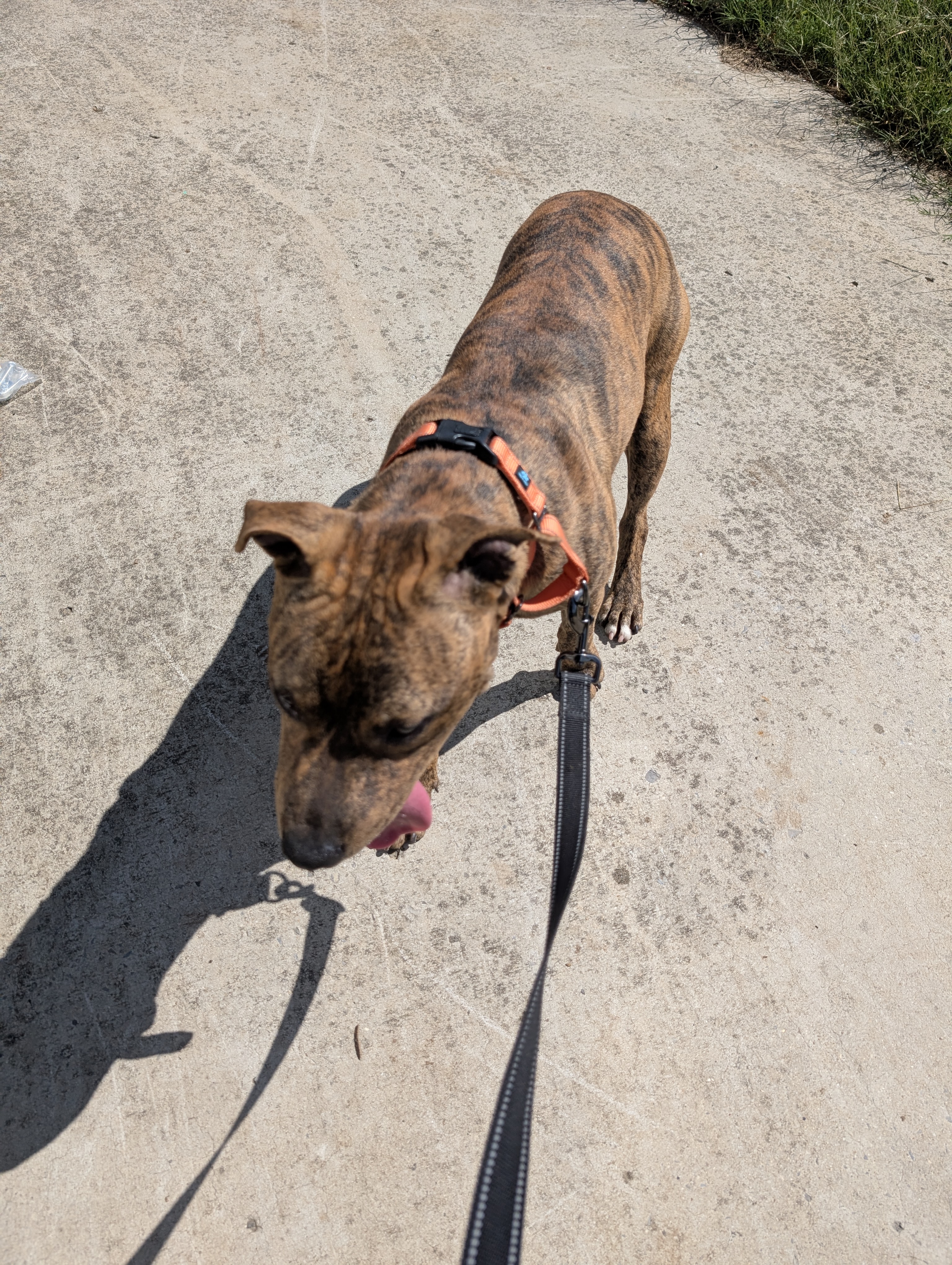 Tiger (NO ADOPTION FEE Home, Foster or Rescue Needed ASAP), a Adoptable mixed breed in Guntersville, AL image 4/4