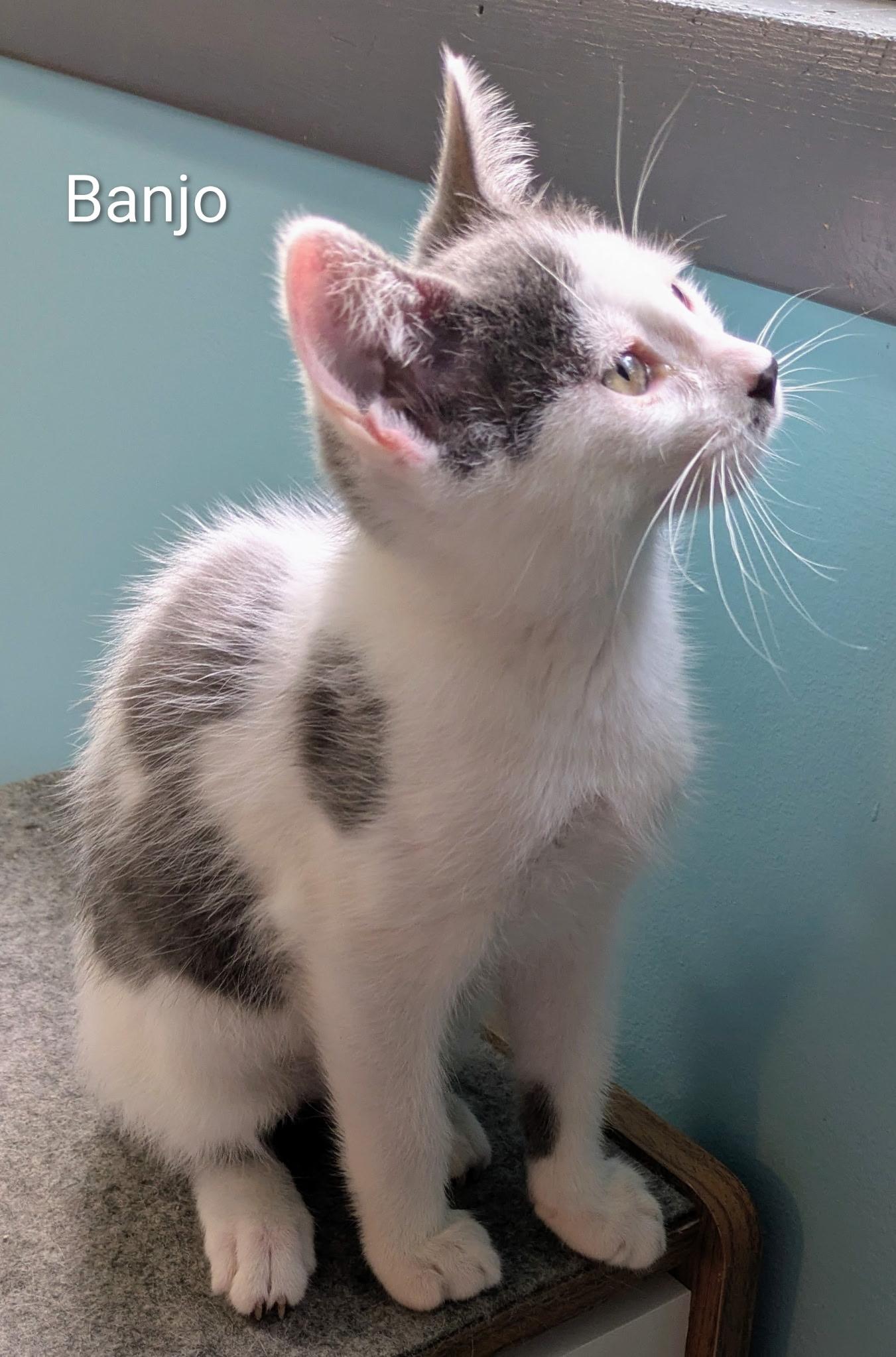 Banjo, ADOPTABLE, Young Male Domestic Short Hair.