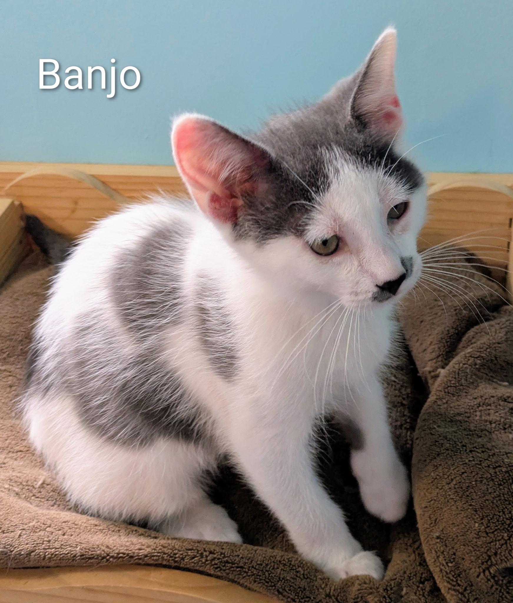 Enlarge Banjo, a ADOPTABLE Domestic Short Hair in Mears, MI image 4/5