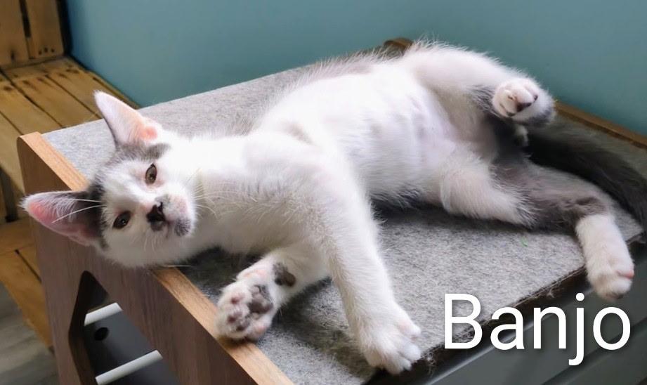 Enlarge Banjo, a ADOPTABLE Domestic Short Hair in Mears, MI image 5/5
