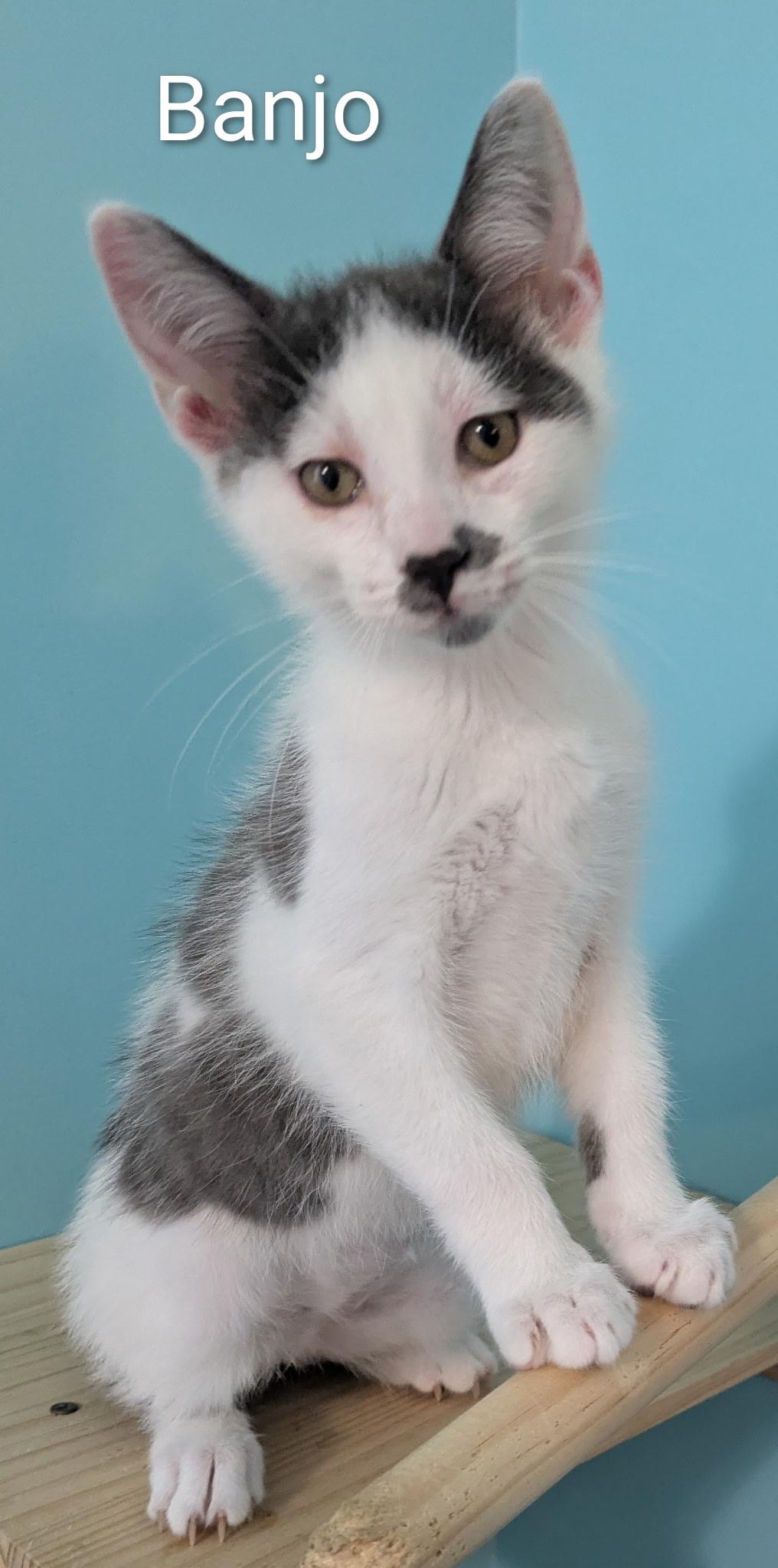 Enlarge Banjo, a ADOPTABLE Domestic Short Hair in Mears, MI image 2/5