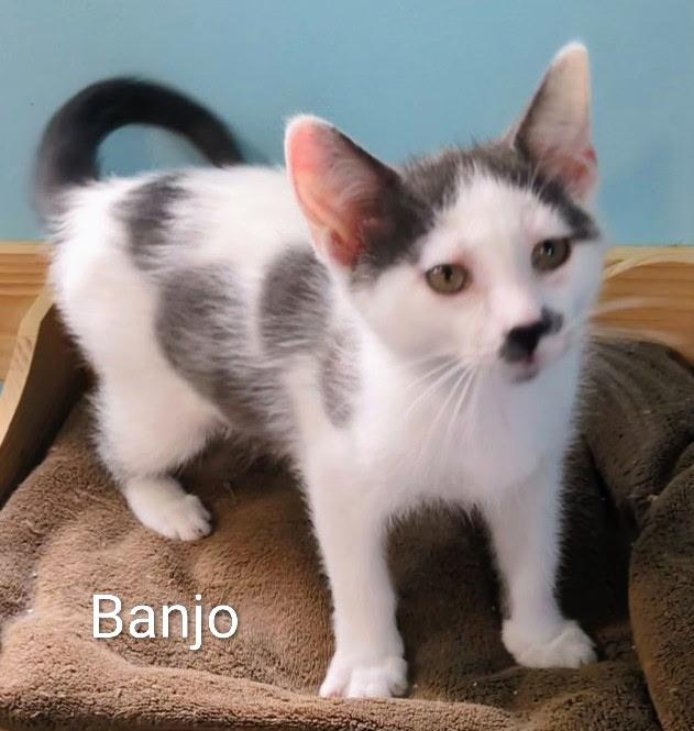 Enlarge Banjo, a ADOPTABLE Domestic Short Hair in Mears, MI image 3/5