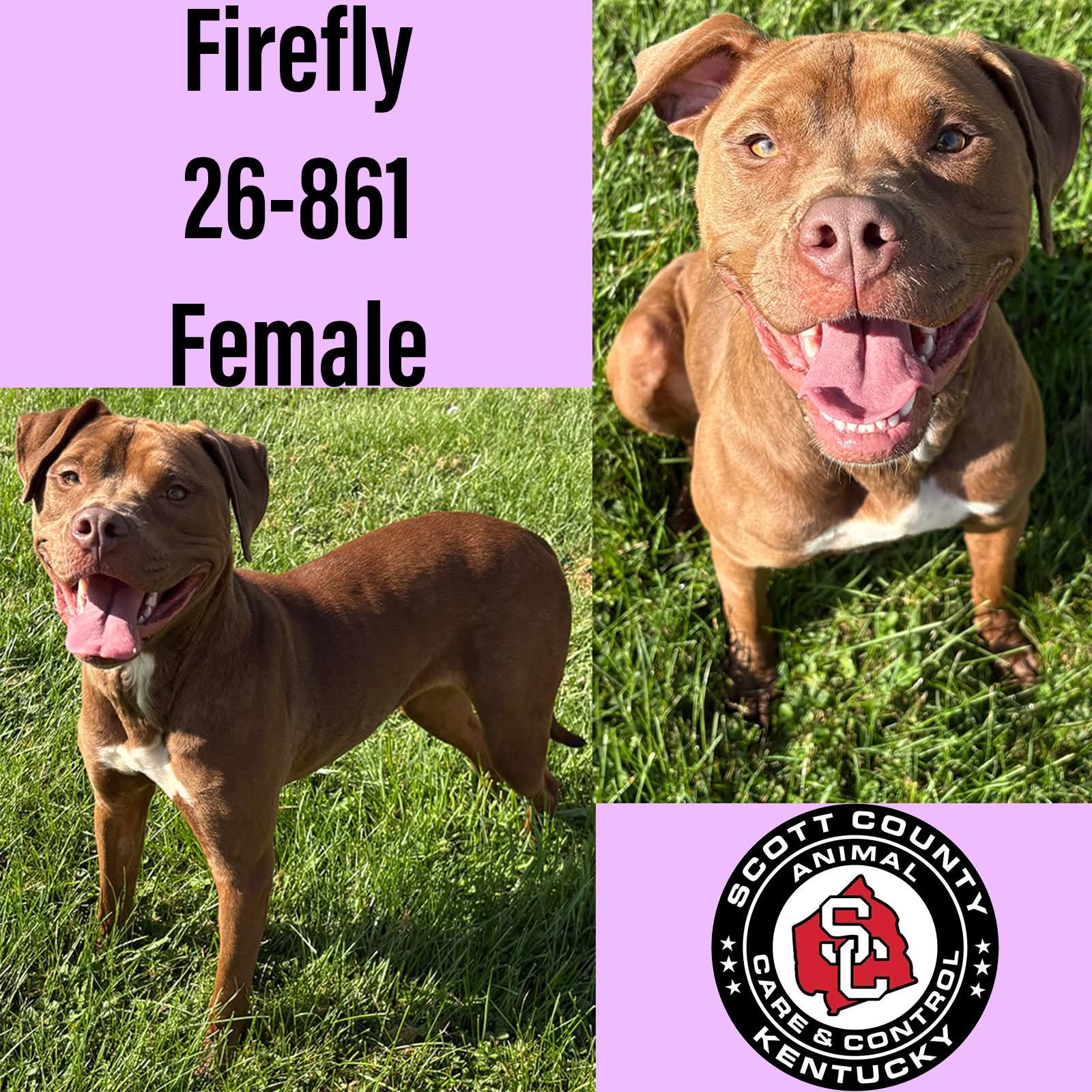 Firefly, Adoptable, Adult Female Pit Bull Terrier.