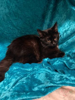 Anise(Foster Needed), Adoptable, Young Female Domestic Long Hair & Domestic Short Hair.