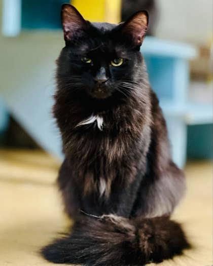 Anise, Adoptable, Young Female Domestic Long Hair & Domestic Short Hair.