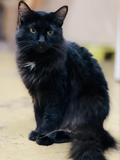 Anise, a Adoptable mixed breed in River Ridge, LA image 2/3