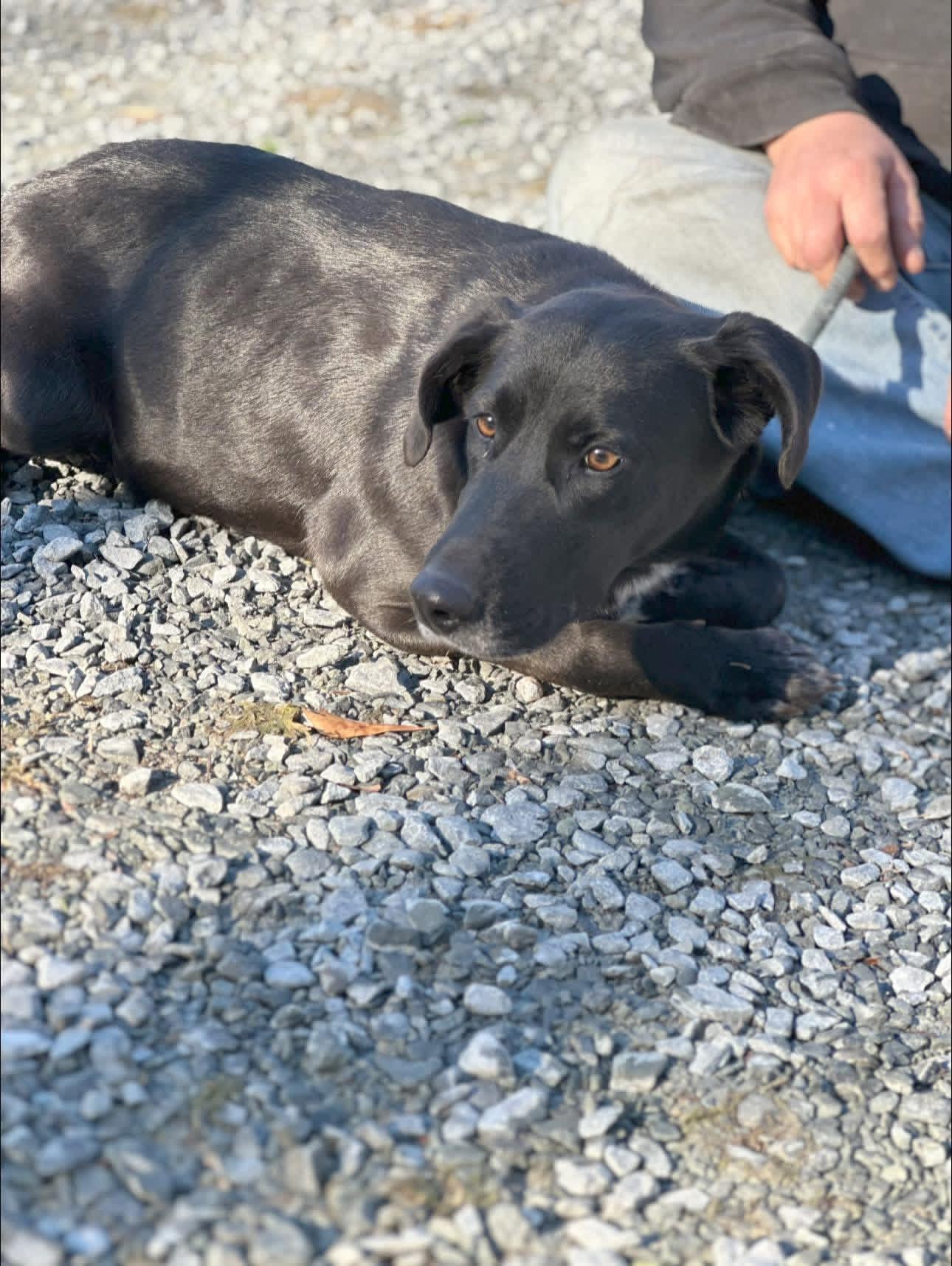Enlarge Rico, a ADOPTABLE mixed breed in Elizabethtown, NC image 1/1