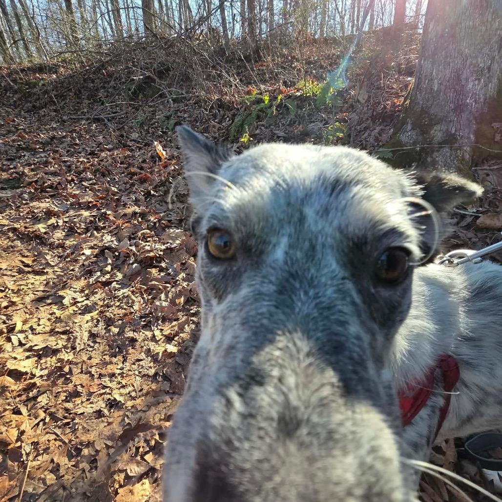 Jelly, Adoptable, Young Female Australian Cattle Dog / Blue Heeler.