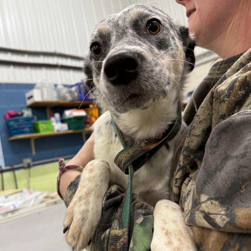Jelly, Adoptable, Young Female Australian Cattle Dog / Blue Heeler.