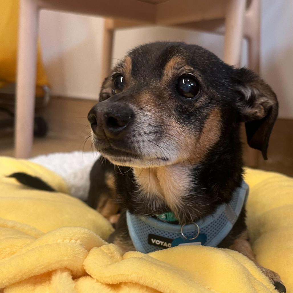 Enlarge Lentil 13617, a Adoptable mixed breed in San Francisco, CA image 1/6