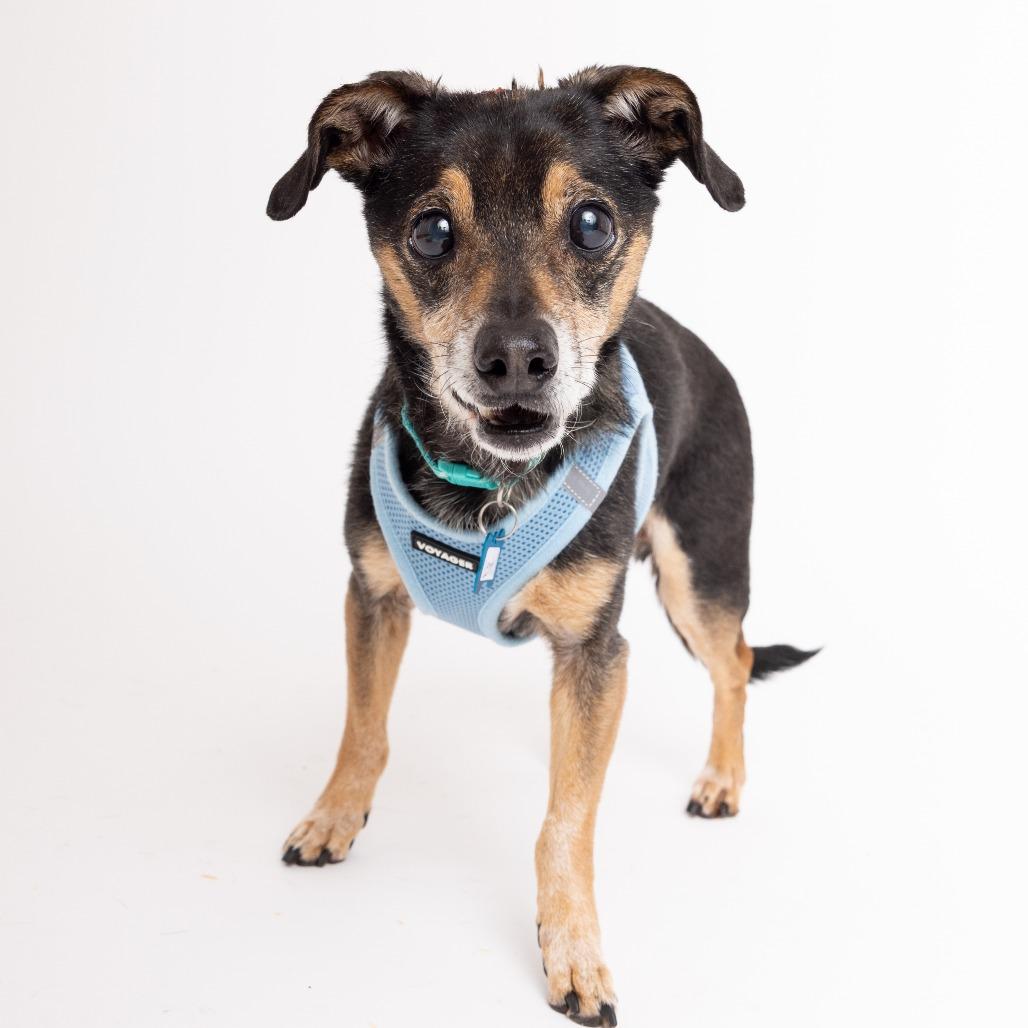 Enlarge Lentil 13617, a Adoptable mixed breed in San Francisco, CA image 2/6