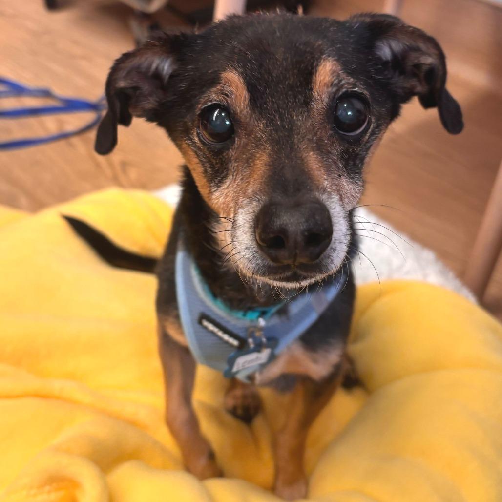 Enlarge Lentil 13617, a Adoptable mixed breed in San Francisco, CA image 3/6