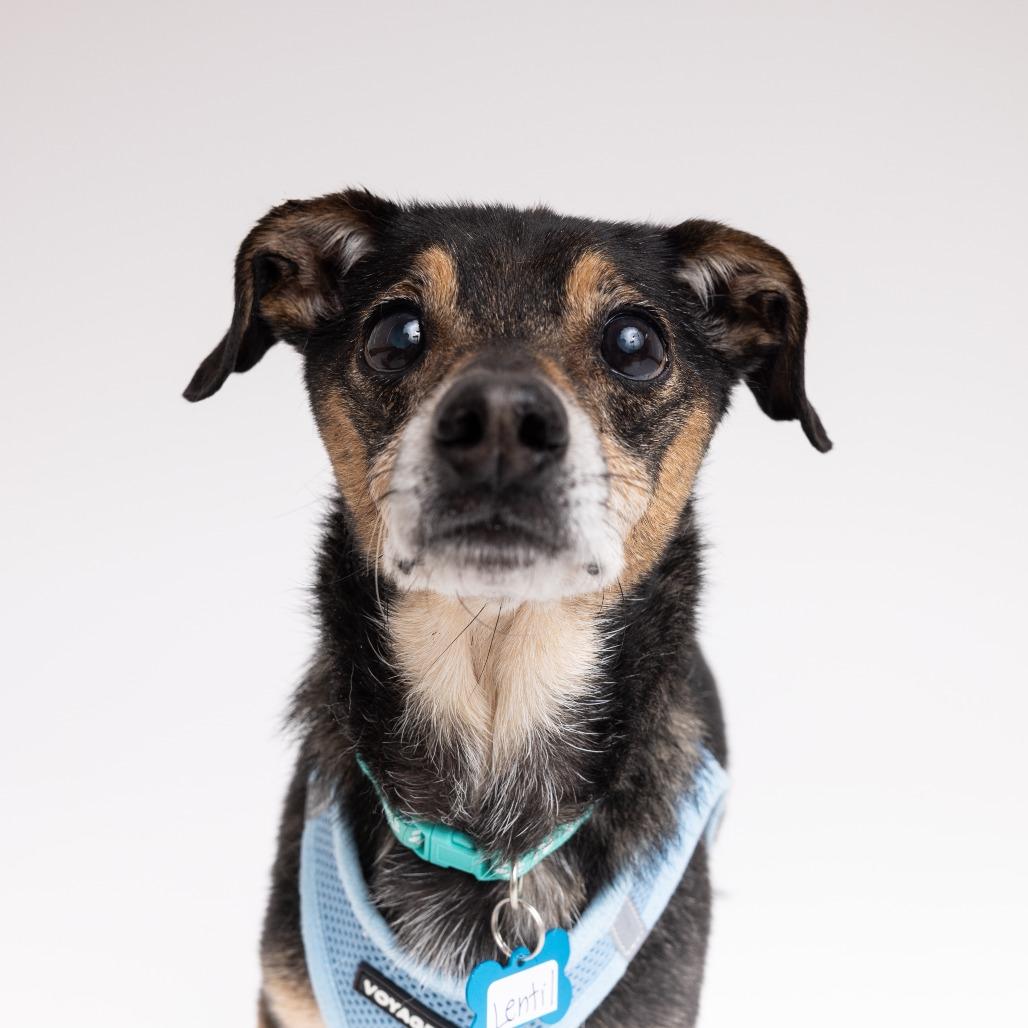 Enlarge Lentil 13617, a Adoptable mixed breed in San Francisco, CA image 5/6