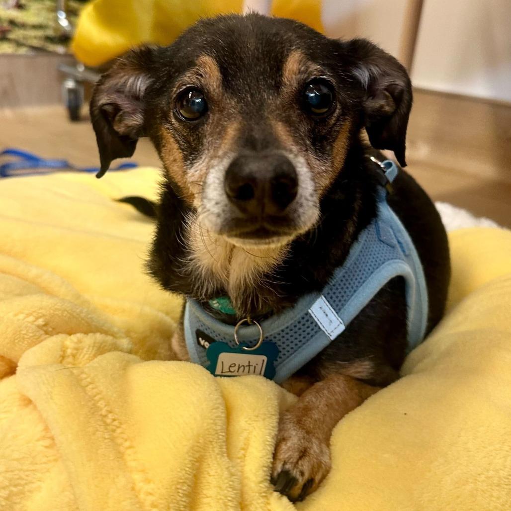 Enlarge Lentil 13617, a Adoptable mixed breed in San Francisco, CA image 6/6