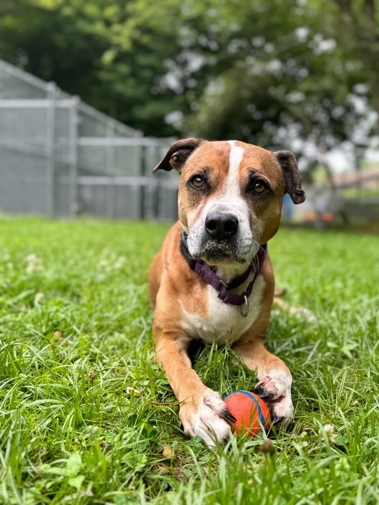 Reesee, a Adoptable mixed breed in Berlin, MD image 1/6