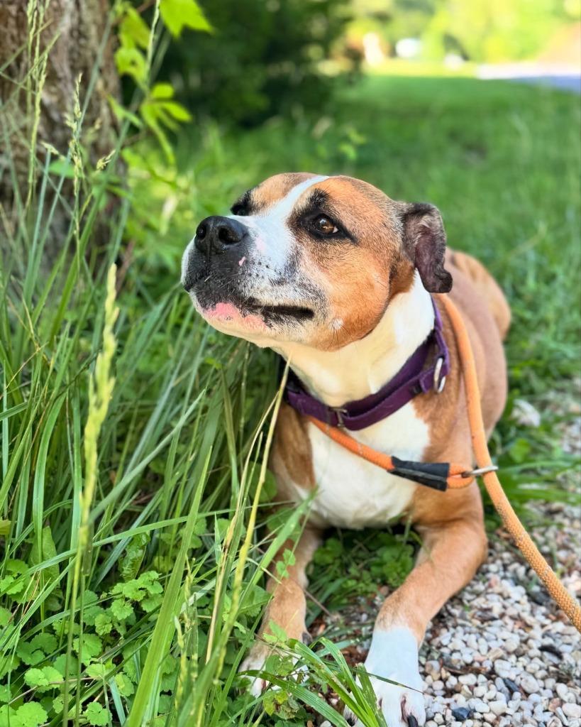 Reesee, a Adoptable mixed breed in Berlin, MD image 3/6