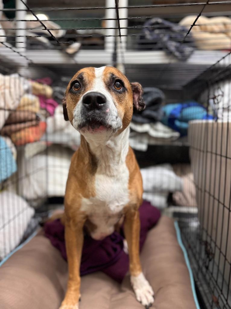 Reesee, a Adoptable mixed breed in Berlin, MD image 4/6