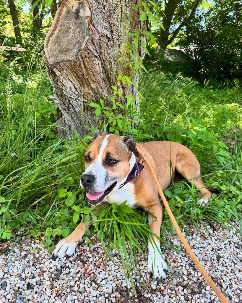 Reesee, a Adoptable mixed breed in Berlin, MD image 5/6