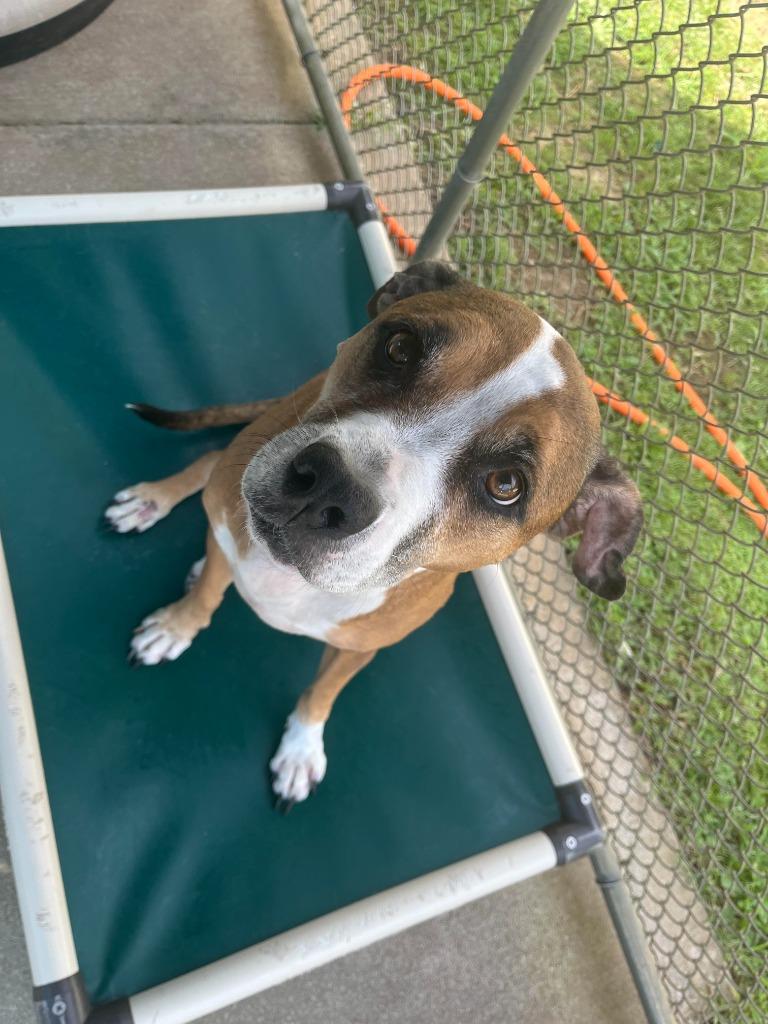 Reesee, a Adoptable mixed breed in Berlin, MD image 6/6