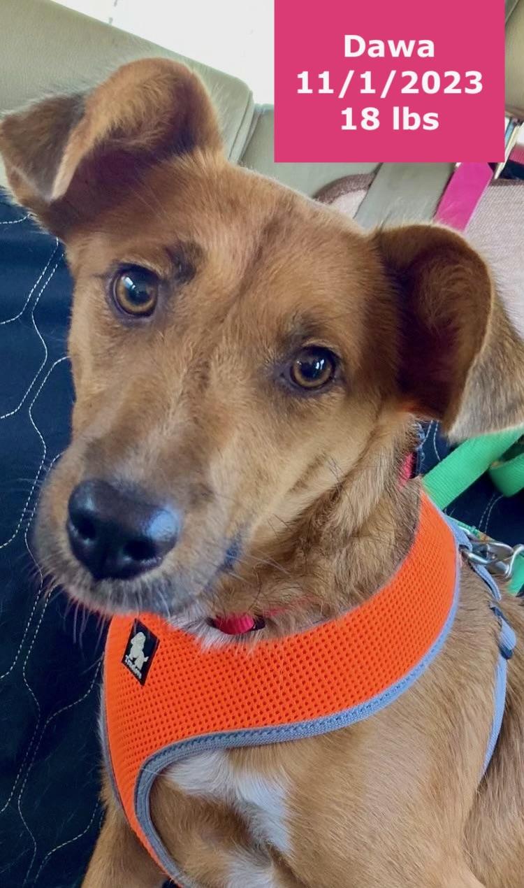 Dawa, a ADOPTABLE Patterdale Terrier / Fell Terrier in West Hollywood, CA image 2/5