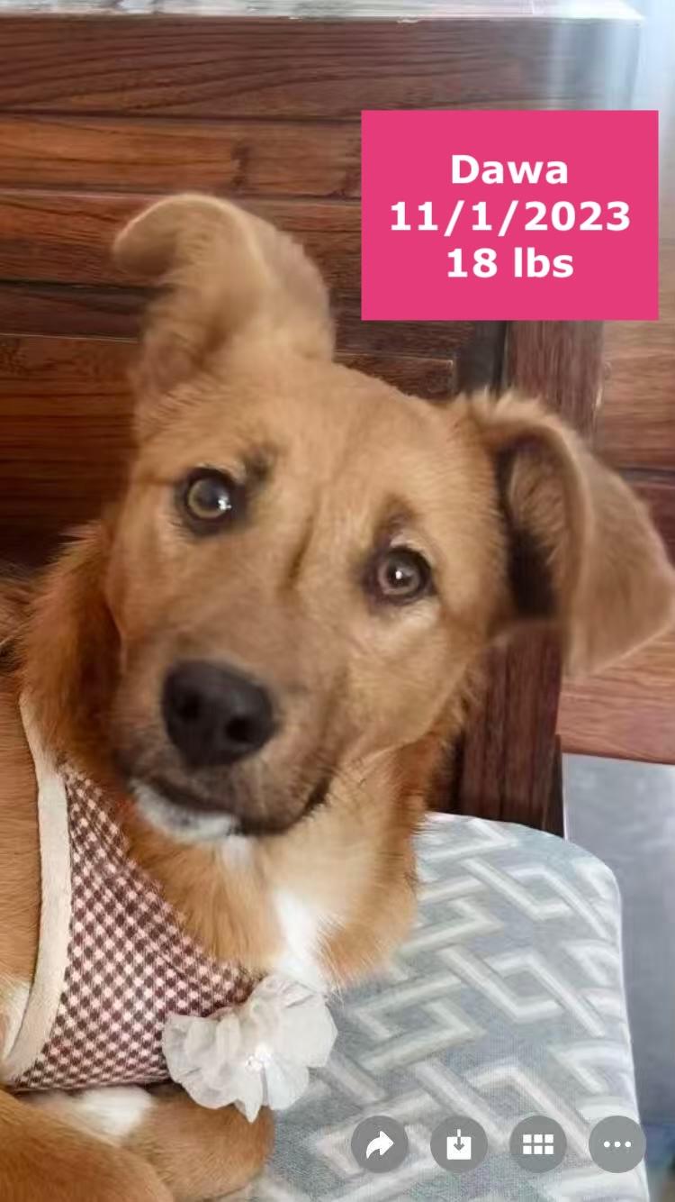 Dawa, a ADOPTABLE Patterdale Terrier / Fell Terrier in West Hollywood, CA image 4/5