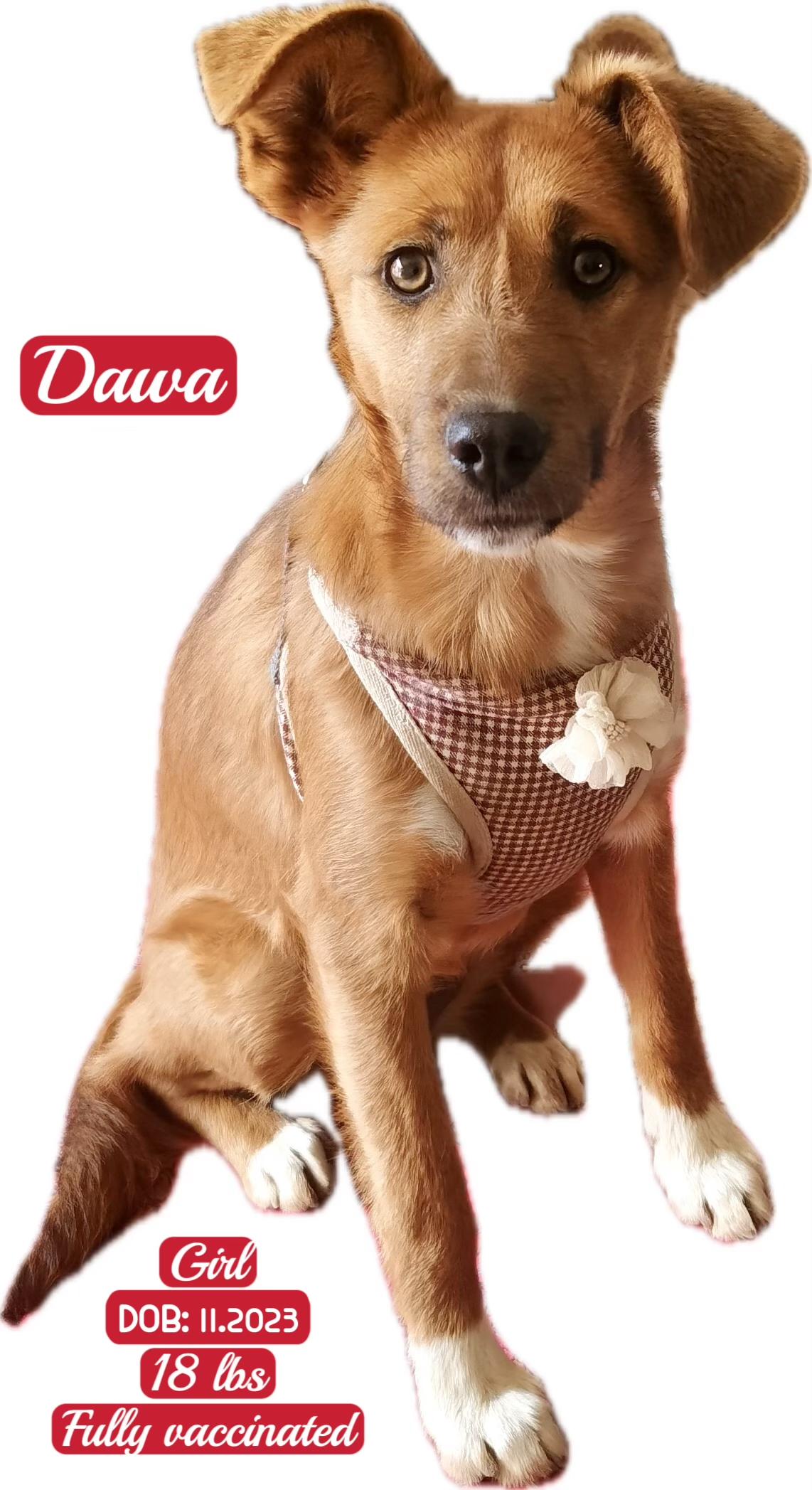 Enlarge Dawa, a ADOPTABLE Patterdale Terrier / Fell Terrier in West Hollywood, CA image 5/5