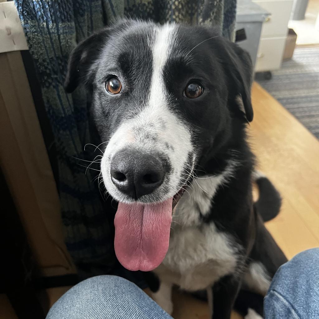 Enlarge Twirly Girl, a Adoptable Border Collie in Didsbury, AB image 1/3