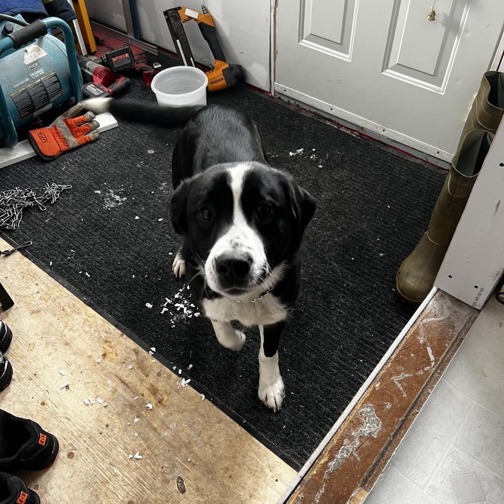 Enlarge Twirly Girl, a Adoptable Border Collie in Didsbury, AB image 2/3