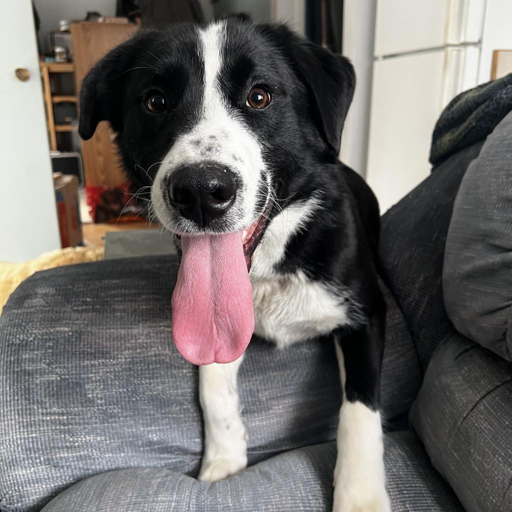 Enlarge Twirly Girl, a Adoptable Border Collie in Didsbury, AB image 3/3