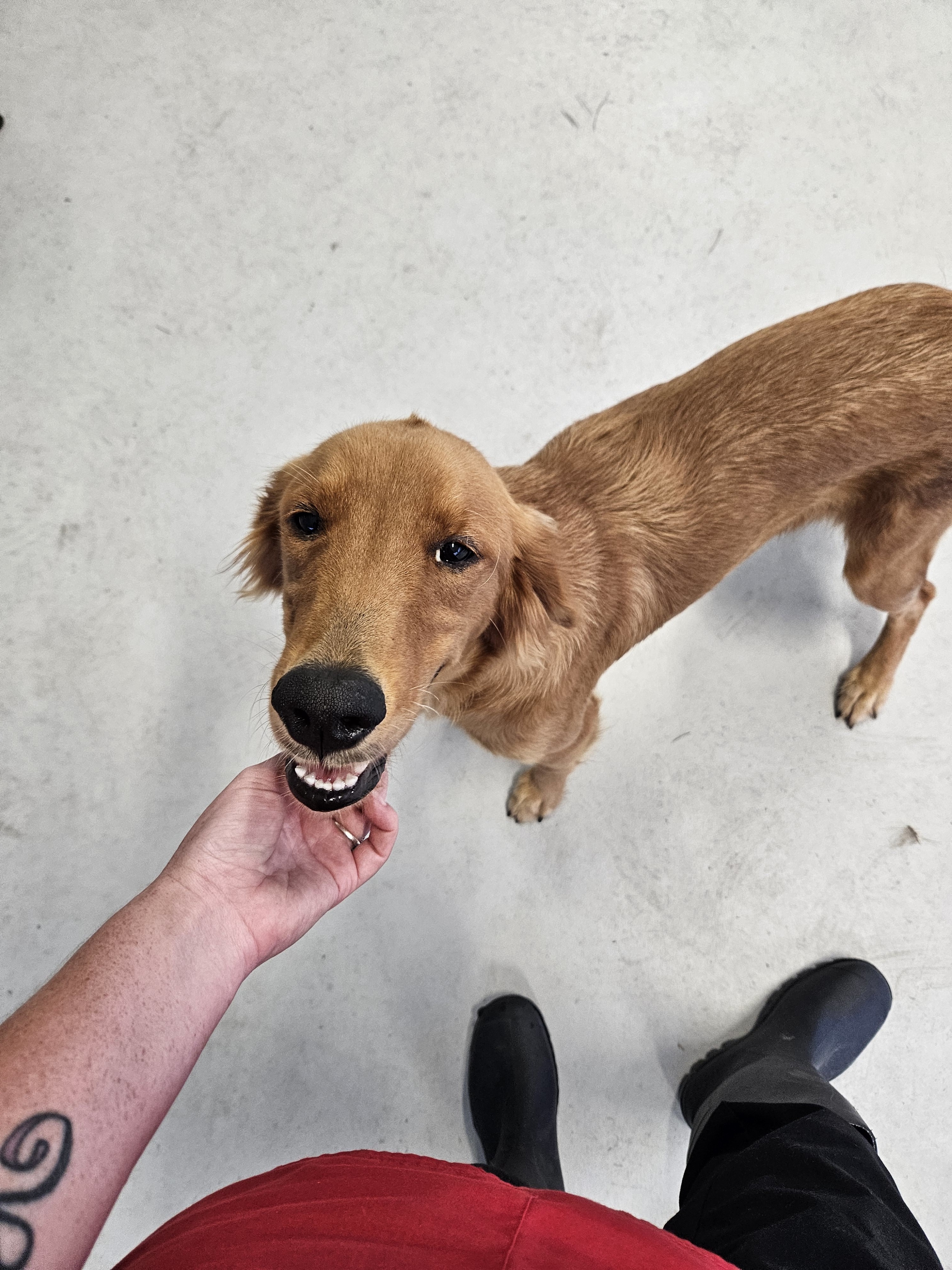 Enlarge Pumpkin, a Adopted mixed breed in Williston, FL image 1/1