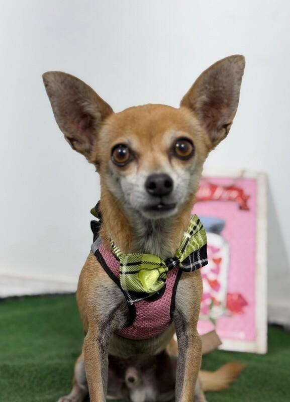 Benjamin-One of our Amazing Rescue Dogs photo
