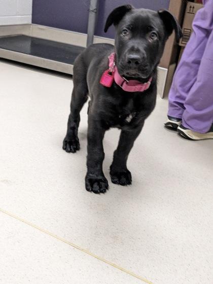 Enlarge Tiramisu, an adopted mixed breed in Cleveland, OH image 1/1