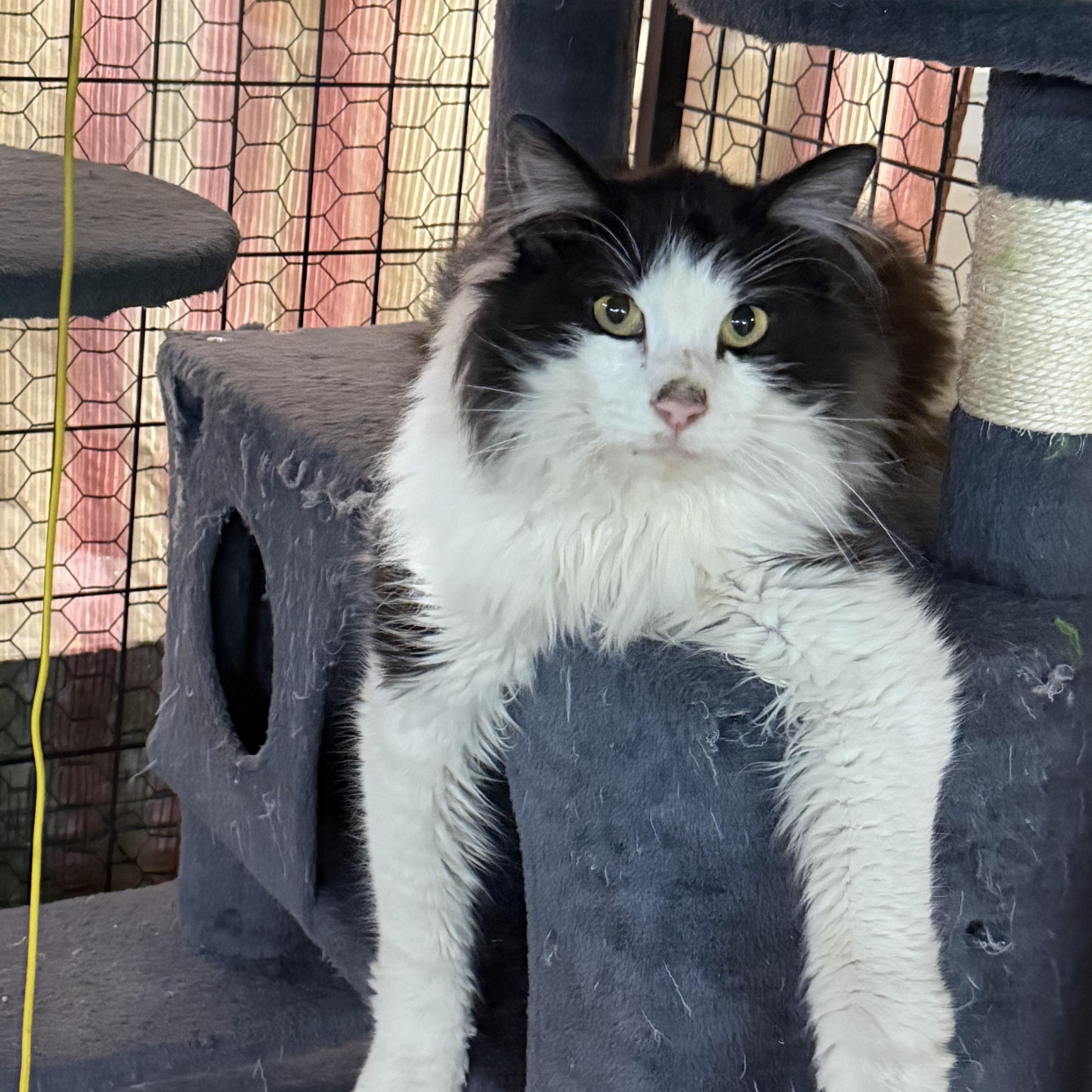 H2, adopted, Adult Male Domestic Long Hair.