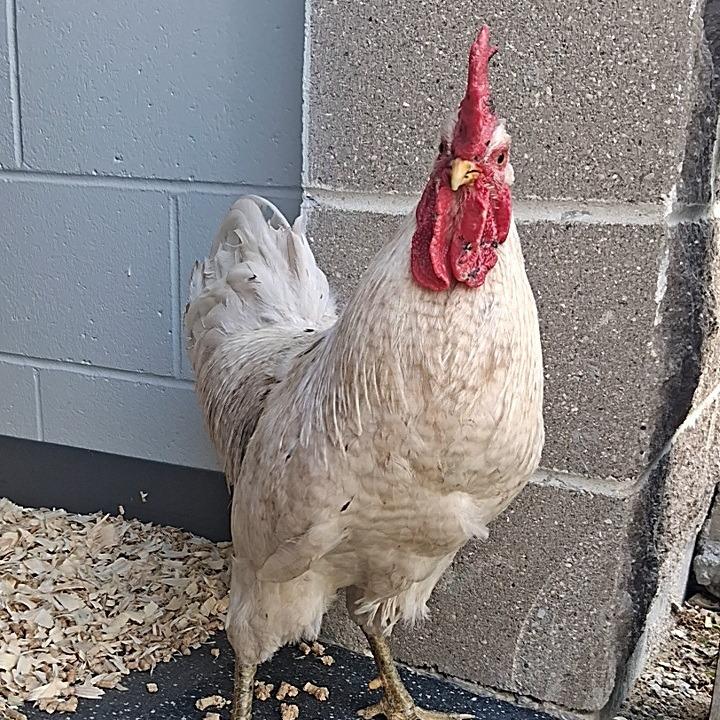 Frank, Adoptable, Young Male Chicken & Chicken.