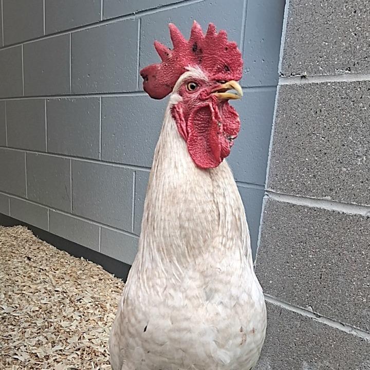 Enlarge Frank, a Adoptable mixed breed in Dayton, OH image 2/4