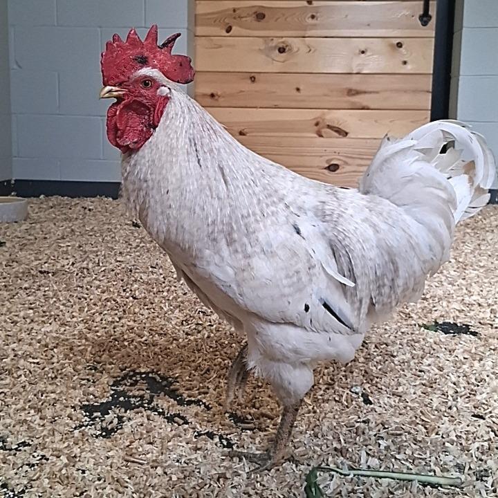 Enlarge Frank, a Adoptable mixed breed in Dayton, OH image 3/4