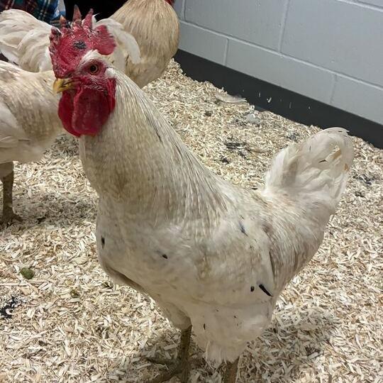 Enlarge Frank, a Adoptable mixed breed in Dayton, OH image 4/4