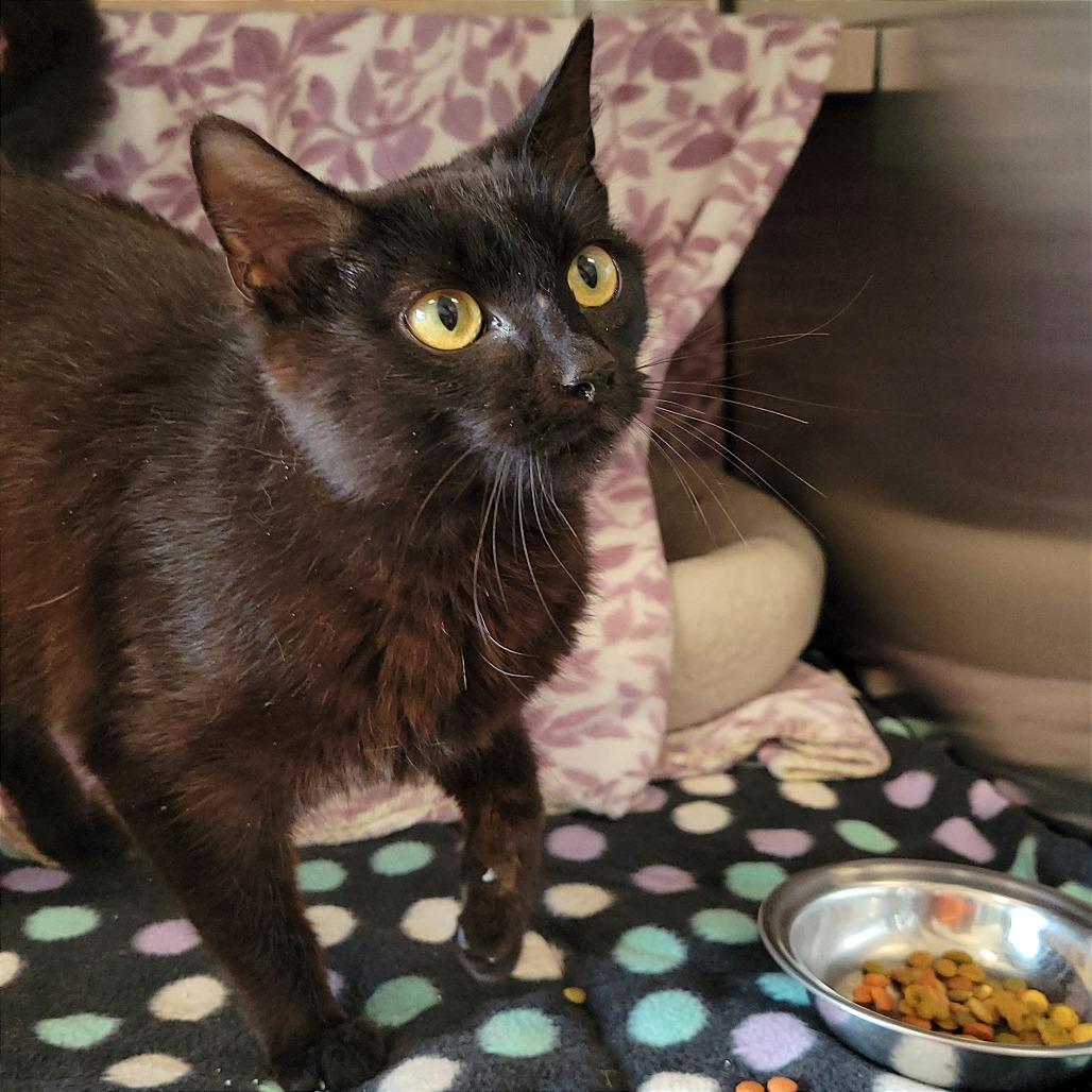 Bagel Bite, Adoptable, Young Female Domestic Short Hair.