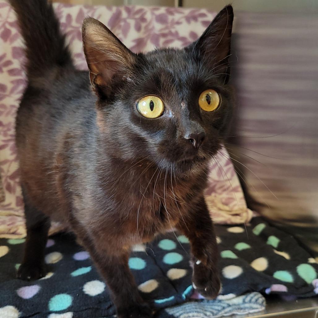 Bagel Bite, a Adoptable Domestic Short Hair in Nashville, IN image 2/6