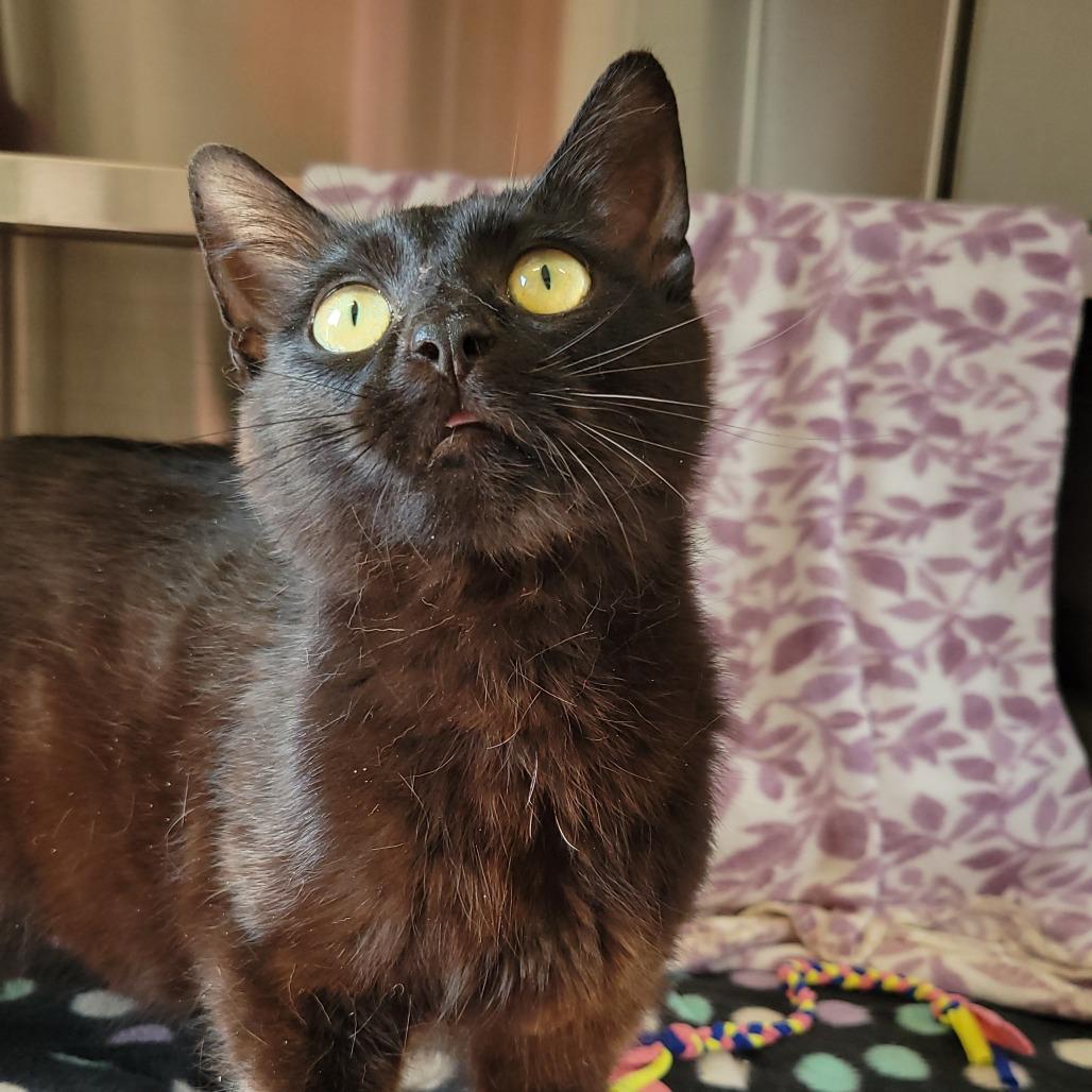 Bagel Bite, a Adoptable Domestic Short Hair in Nashville, IN image 3/6