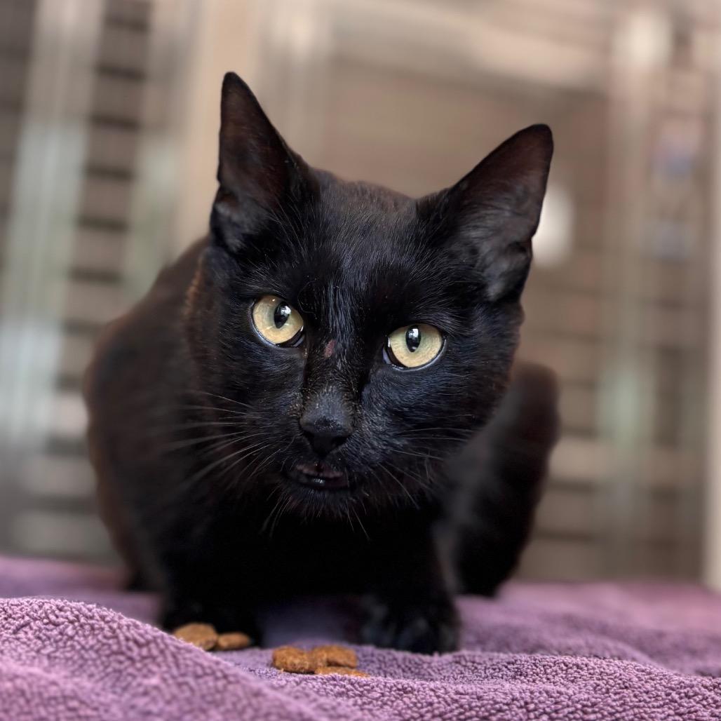 Bagel Bite, a Adoptable Domestic Short Hair in Nashville, IN image 4/6