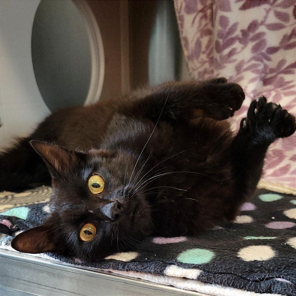 Bagel Bite, a Adoptable Domestic Short Hair in Nashville, IN image 5/6