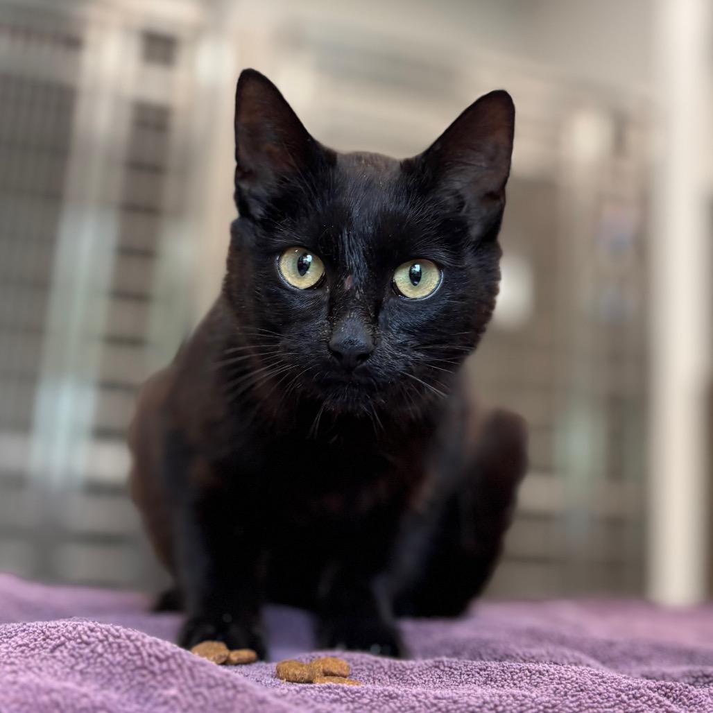 Bagel Bite, a Adoptable Domestic Short Hair in Nashville, IN image 6/6