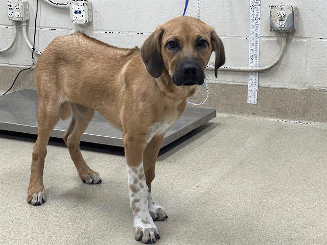 Ranger, Adoptable, Puppy Male Rhodesian Ridgeback.