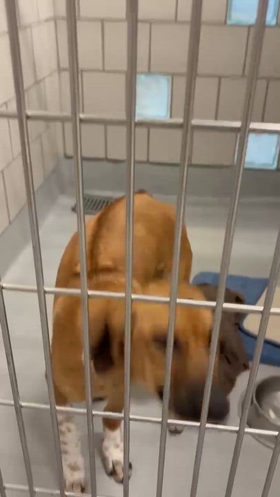 Enlarge Ranger, a Adoptable mixed breed in Portland, ME video 2/3